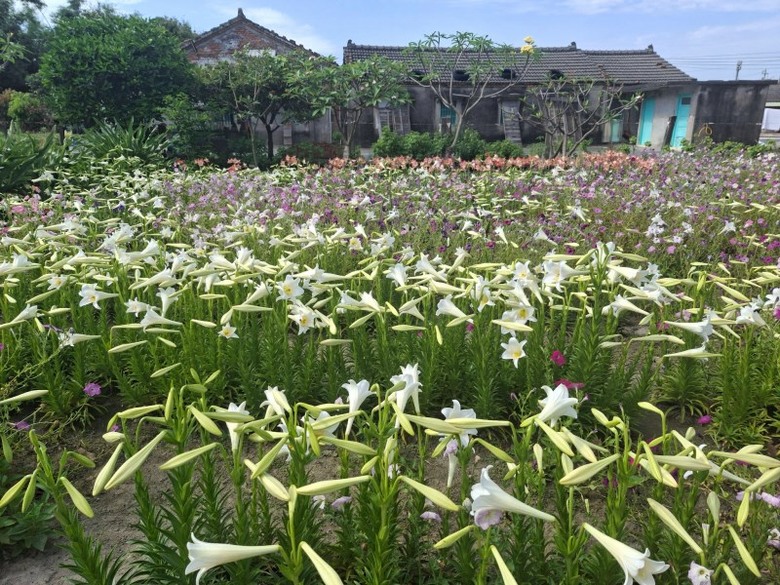 百合花海×三合院古厝！雲林中湖百合花園成春末最療癒景點！