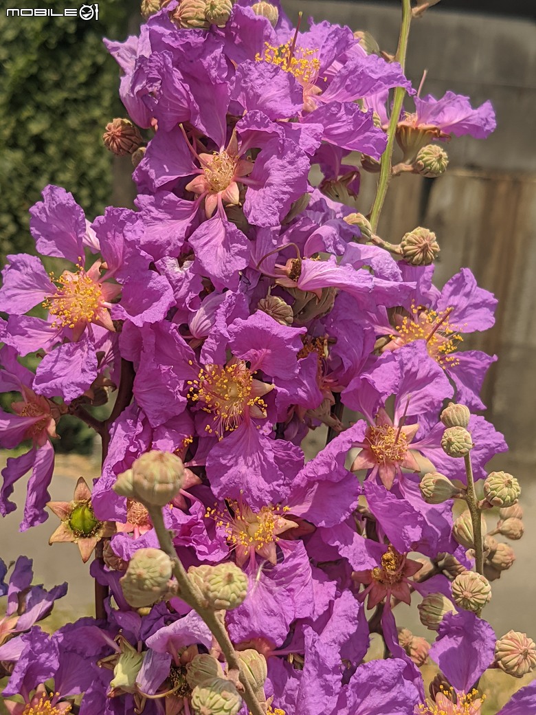 阿勃勒+紫薇花+稜果榕 台南市仁德區 05/16