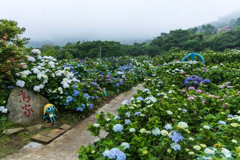 攝影人別錯過!高家繡球花田第二園區花海與山林同框超療癒