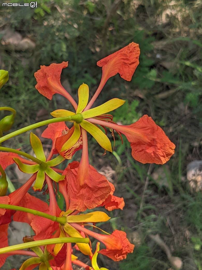 大花紫薇+鳳凰木+麵包樹.. 台南市安平區國平公81公園 05/10