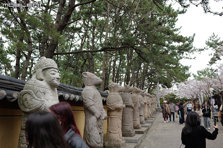 釜山賞櫻員工旅遊(上)