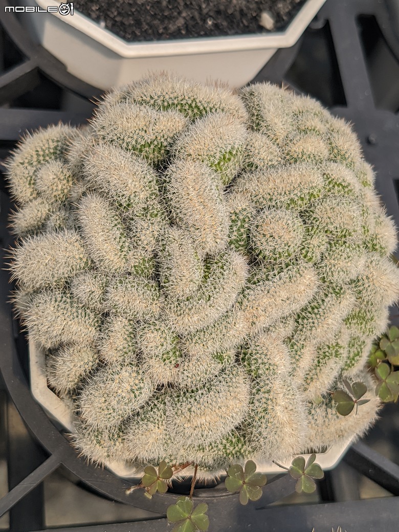 多肉植物 台南市佳里區綠樹園藝 05/03