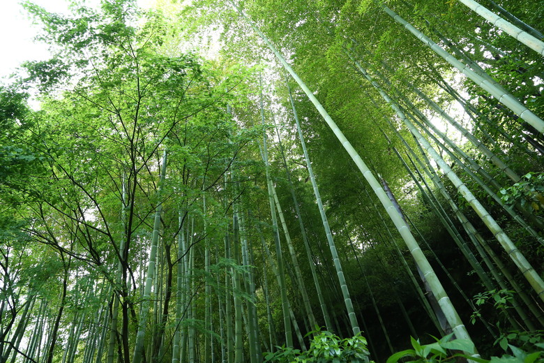 [關東] そうだ、鎌倉、横浜、箱根へ行こう。