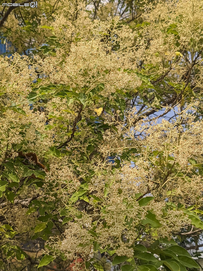 大花紫薇+鳳凰木+麵包樹.. 台南市安平區國平公81公園 05/10