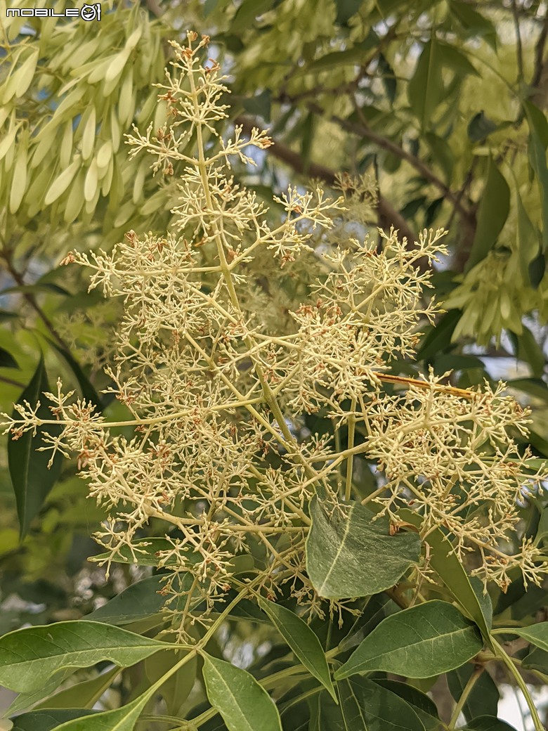 大花紫薇+鳳凰木+麵包樹.. 台南市安平區國平公81公園 05/10