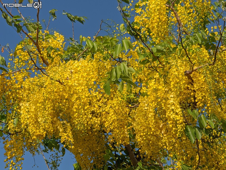 大花紫薇+鳳凰木+麵包樹.. 台南市安平區國平公81公園 05/10