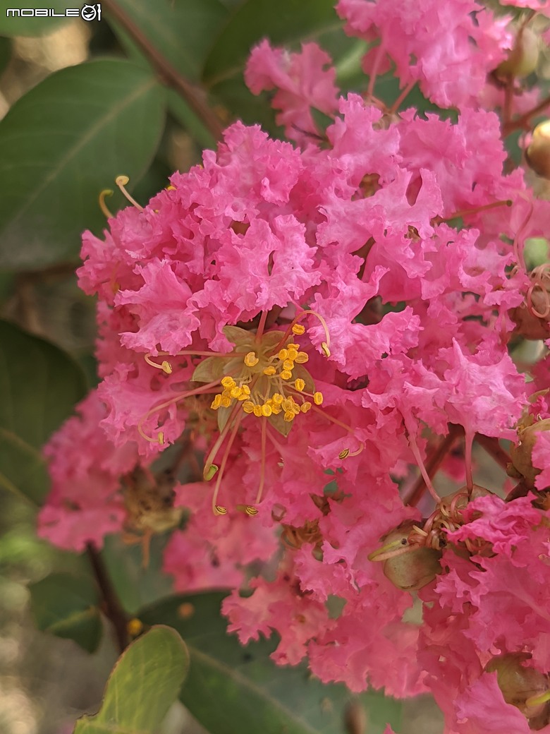 阿勃勒+紫薇花+稜果榕 台南市仁德區 05/16