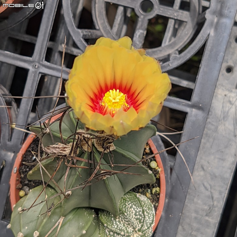多肉植物開花 台南市歸仁區七甲花卉區 05/01