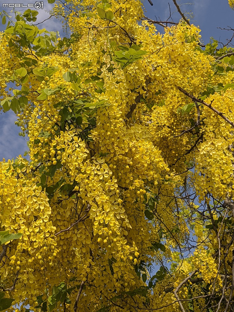 阿勃勒+紫薇花+稜果榕 台南市仁德區 05/16