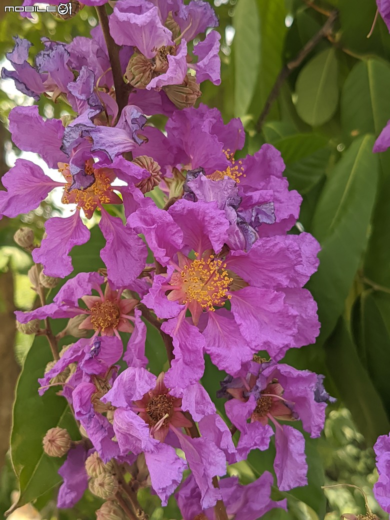 阿勃勒+紫薇花+稜果榕 台南市仁德區 05/16