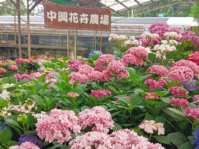 繡球花之母在這!桃園中興花卉農場五彩花海美拍必訪!