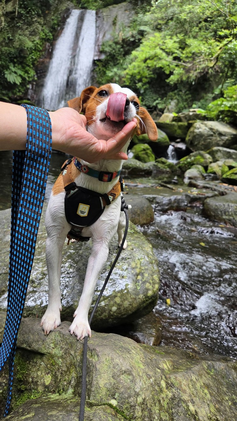 傑克羅素梗犬-玩水-老鷹溪瀑布*避暑