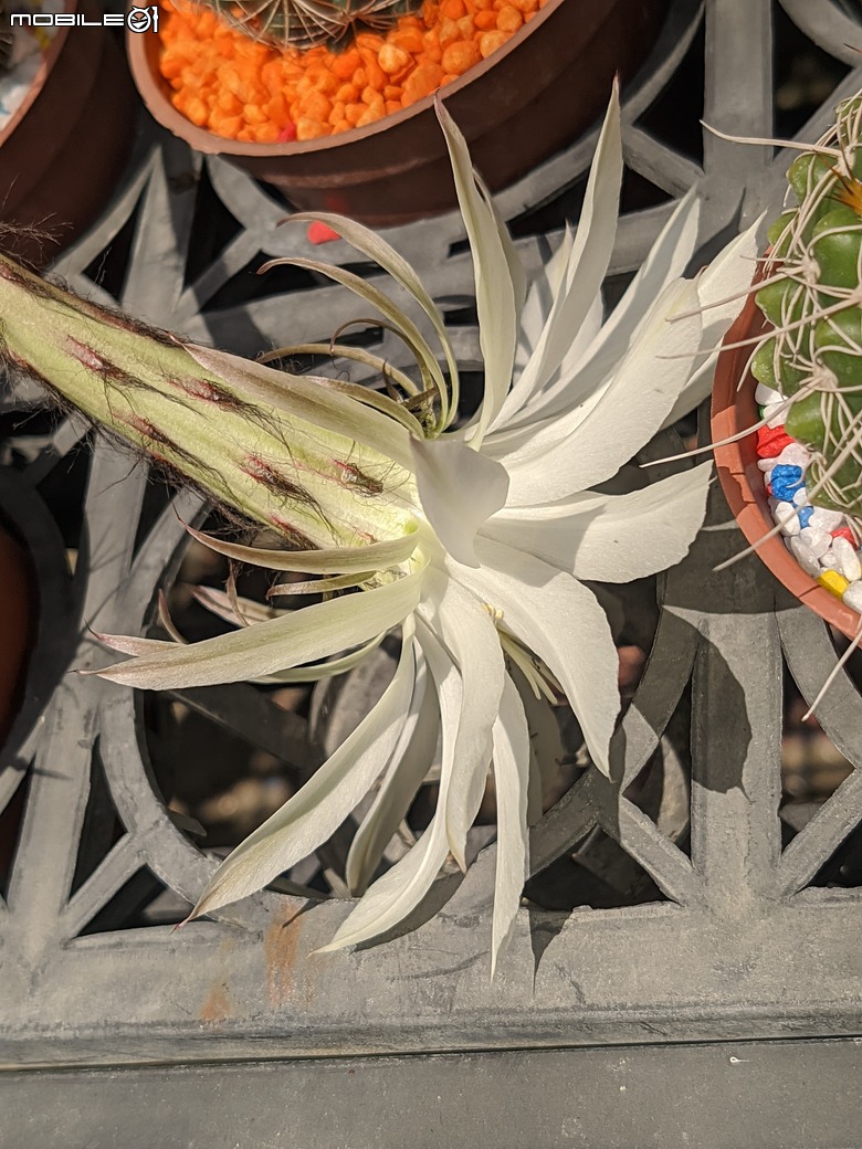 多肉植物開花 台南市歸仁區七甲花卉區 05/01