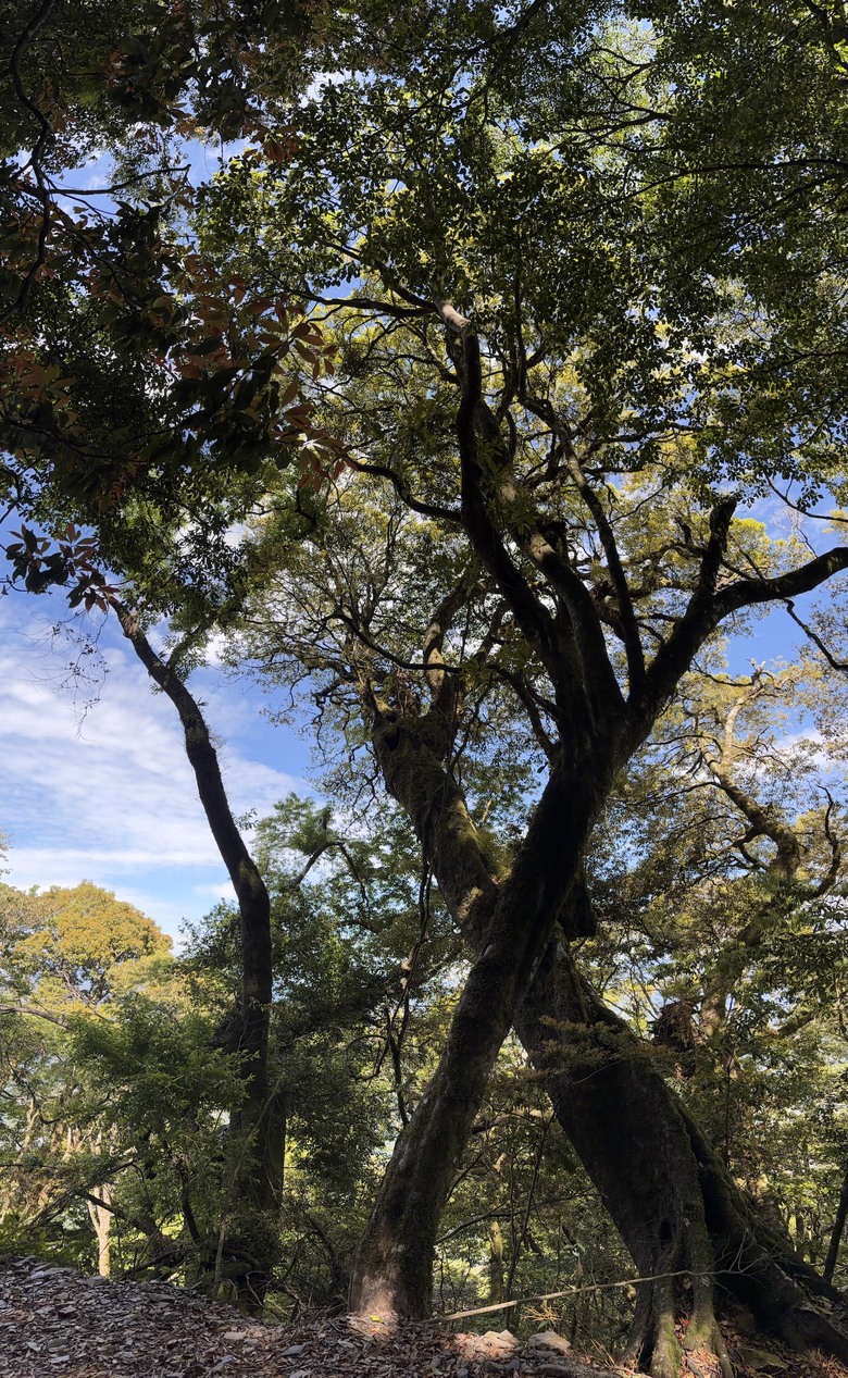 能高越嶺西段之美 ⛰️