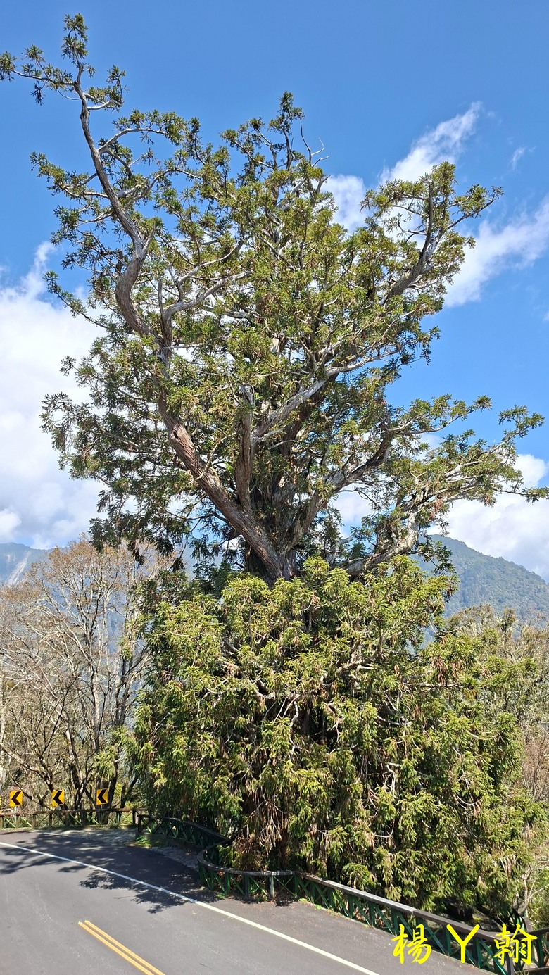 【台灣小百岳】開車比爬山時間還久的小百岳 — 卡拉寶山、碧綠神木