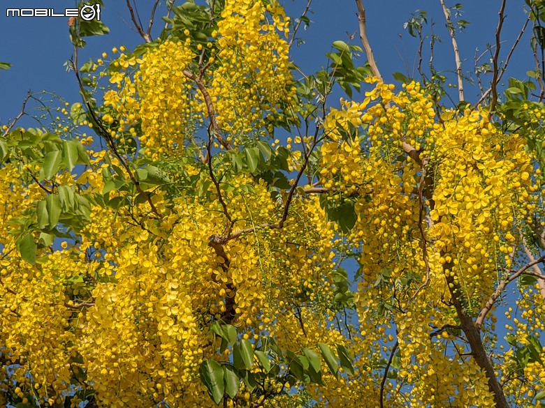 大花紫薇+鳳凰木+麵包樹.. 台南市安平區國平公81公園 05/10