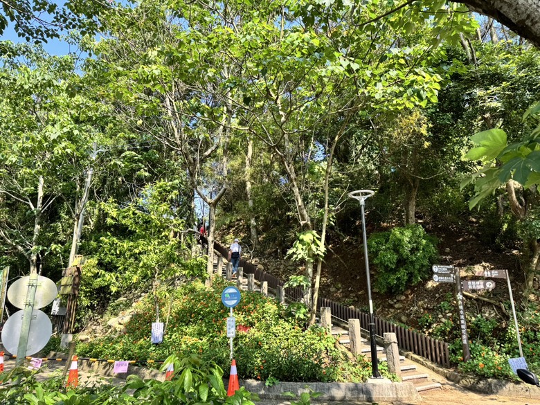 外埔隱藏版桐花景點|人少安靜又療癒