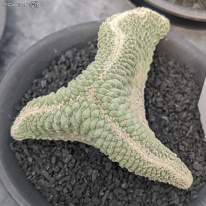 多肉植物 台南市佳里區綠樹園藝 05/03