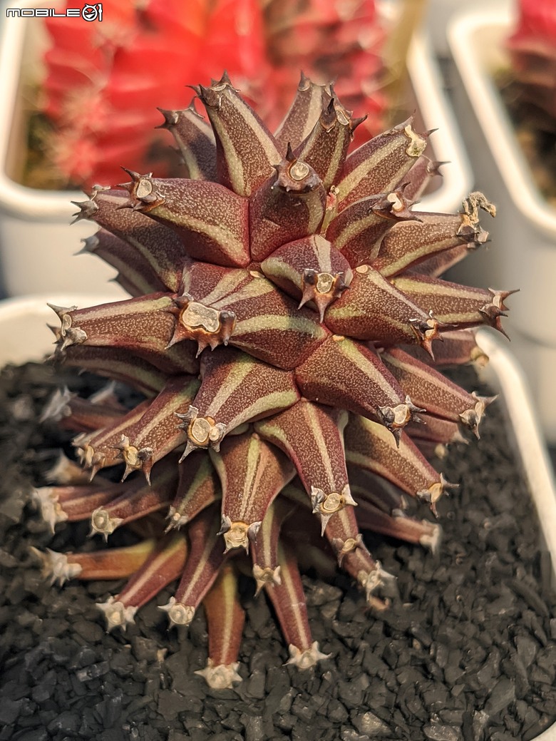 多肉植物 台南市佳里區綠樹園藝 05/03