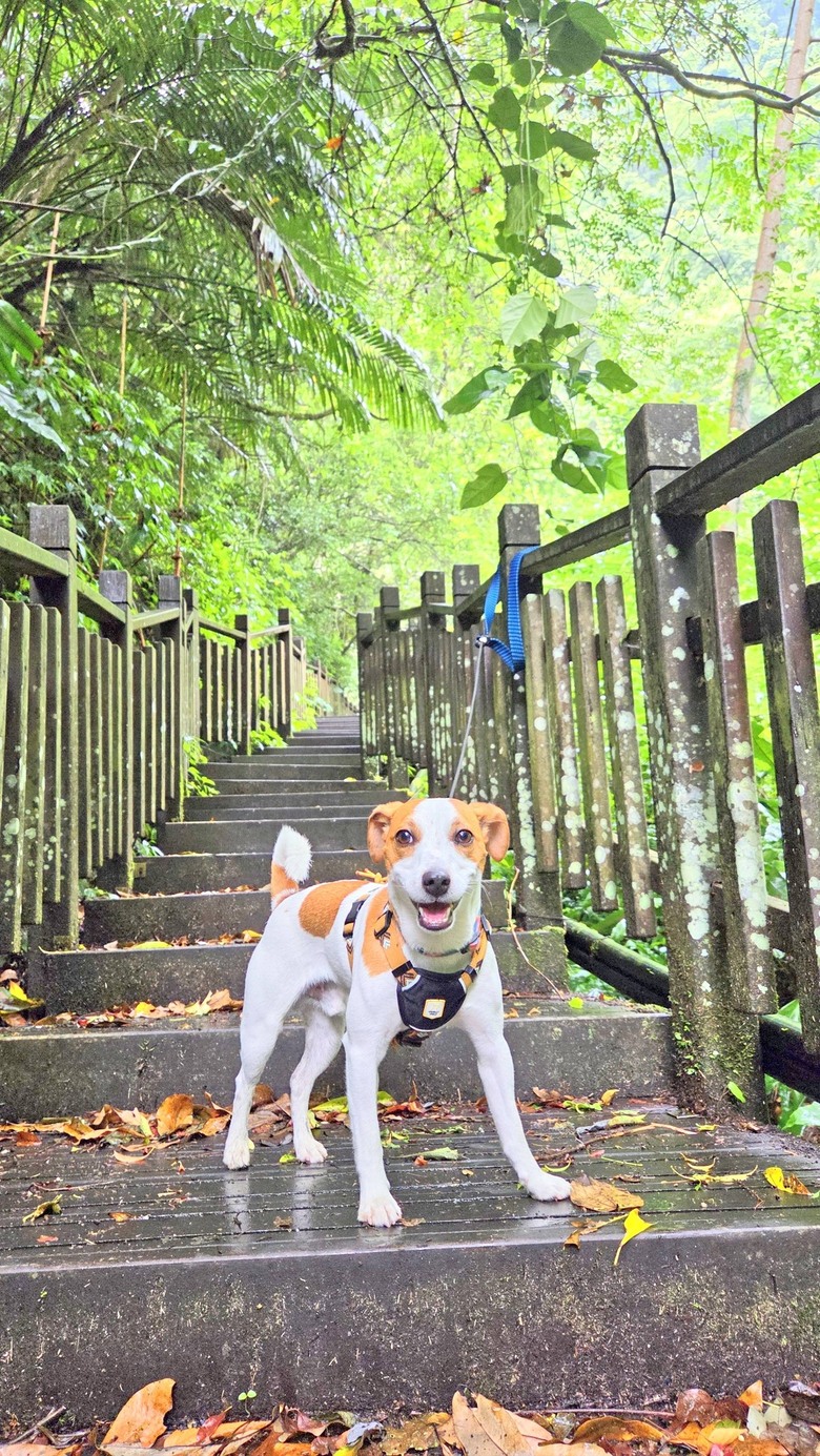 傑克羅素梗犬-玩水-老鷹溪瀑布*避暑