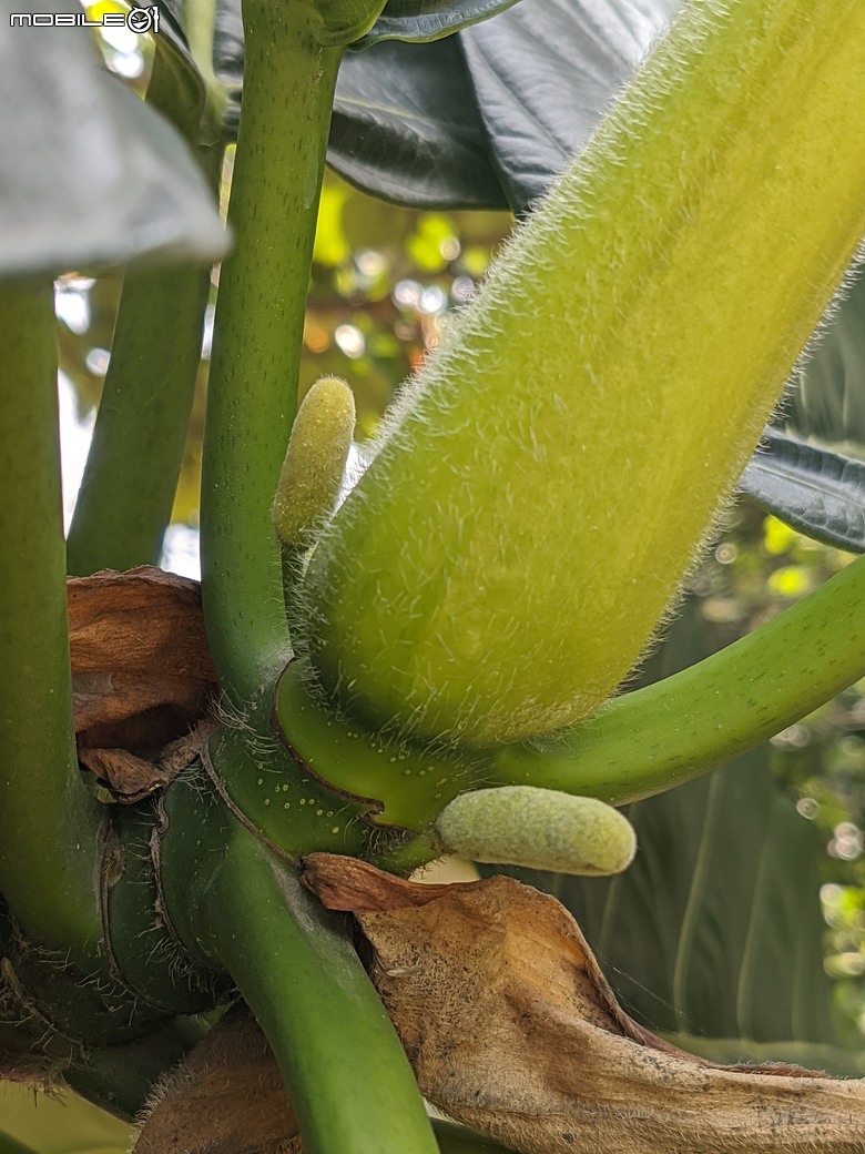 大花紫薇+鳳凰木+麵包樹.. 台南市安平區國平公81公園 05/10