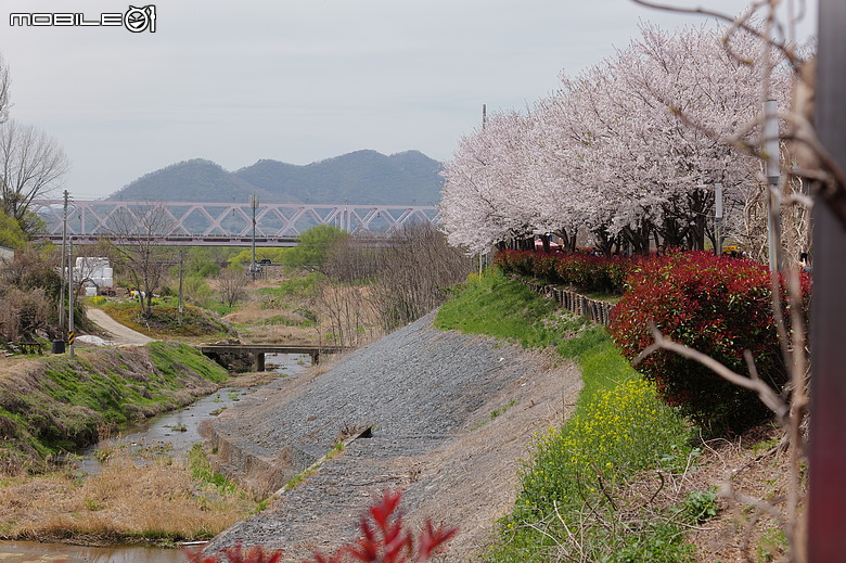 釜山賞櫻員工旅遊(上)