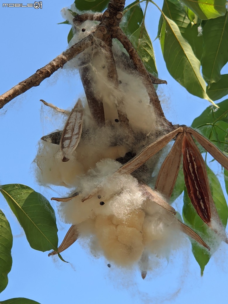 大花紫薇+鳳凰木+麵包樹.. 台南市安平區國平公81公園 05/10