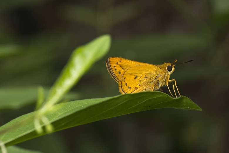 [初體驗] Sony FE 100mm f/2.8 Macro GM OSS