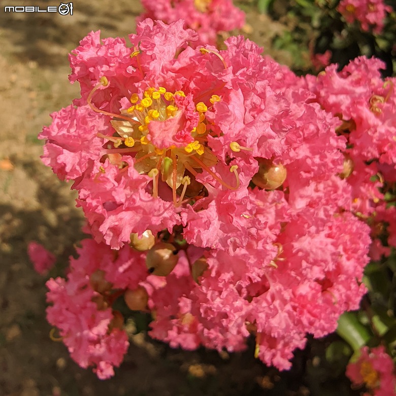 阿勃勒+紫薇花+稜果榕 台南市仁德區 05/16