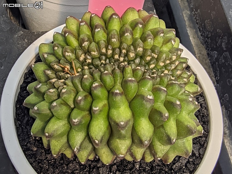 多肉植物 台南市佳里區綠樹園藝 05/03