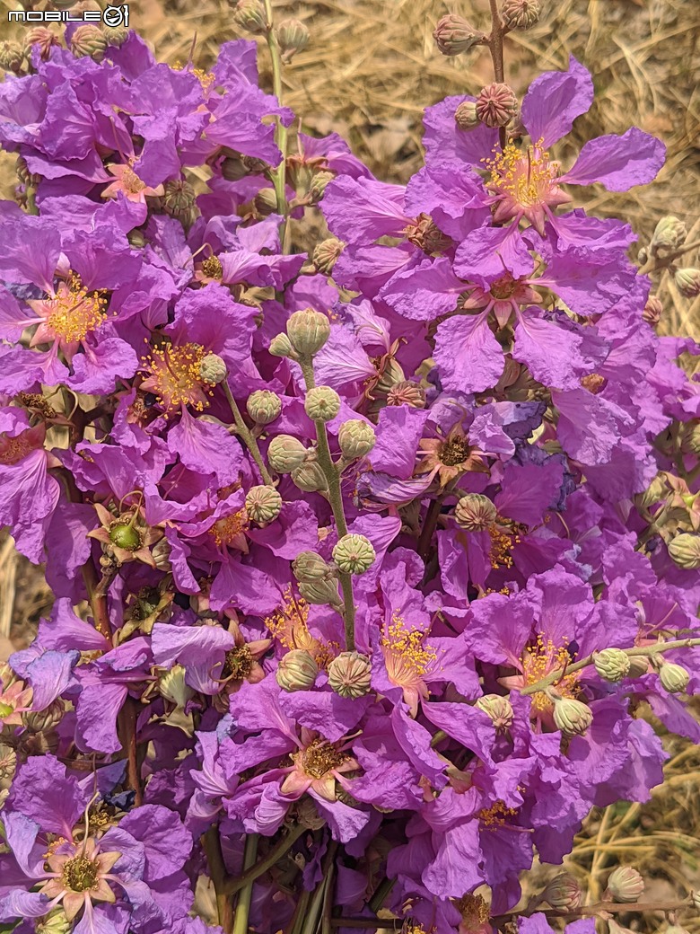 阿勃勒+紫薇花+稜果榕 台南市仁德區 05/16