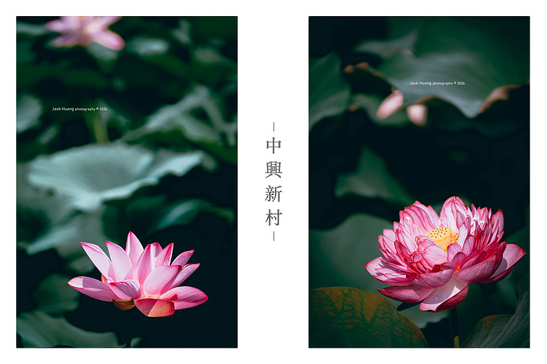 中興新村丨 輪轉慢遊省府的眷刻時光