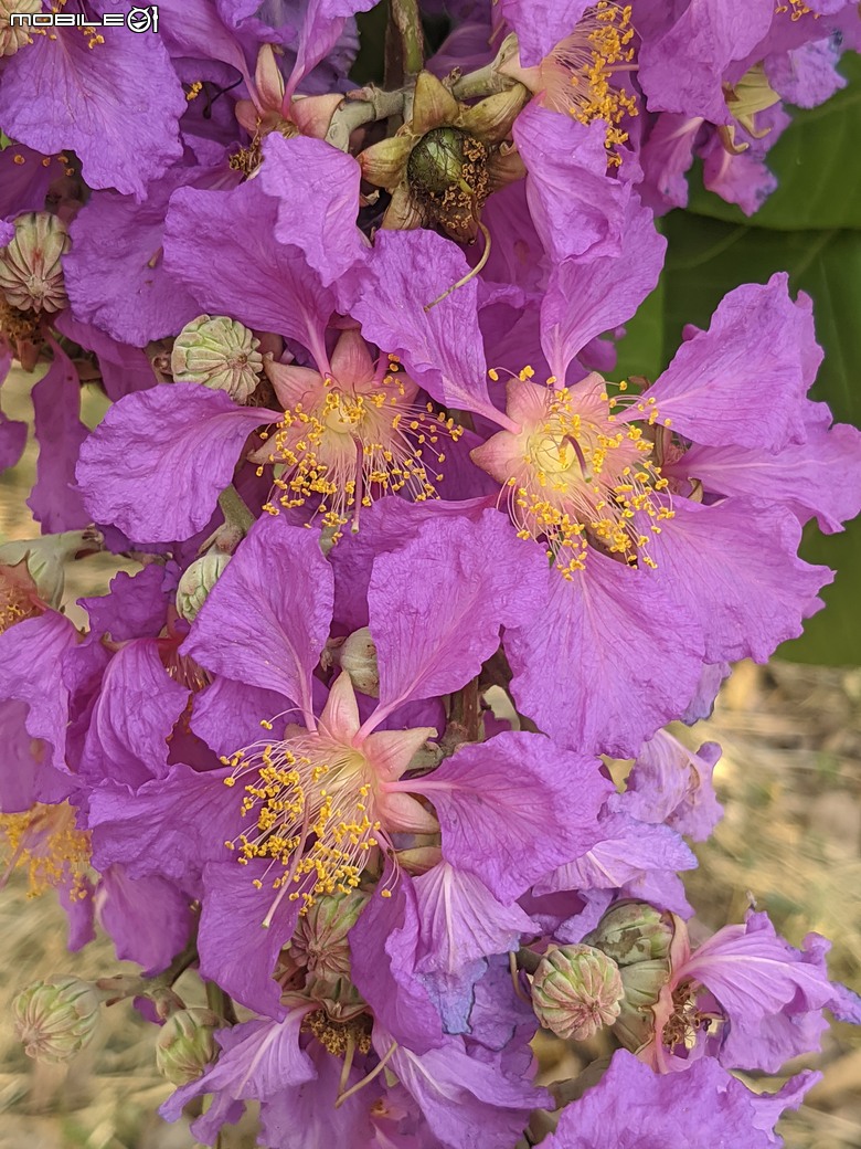 阿勃勒+紫薇花+稜果榕 台南市仁德區 05/16