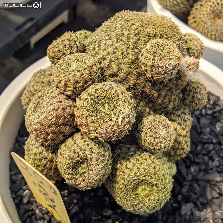 多肉植物 台南市佳里區綠樹園藝 05/03