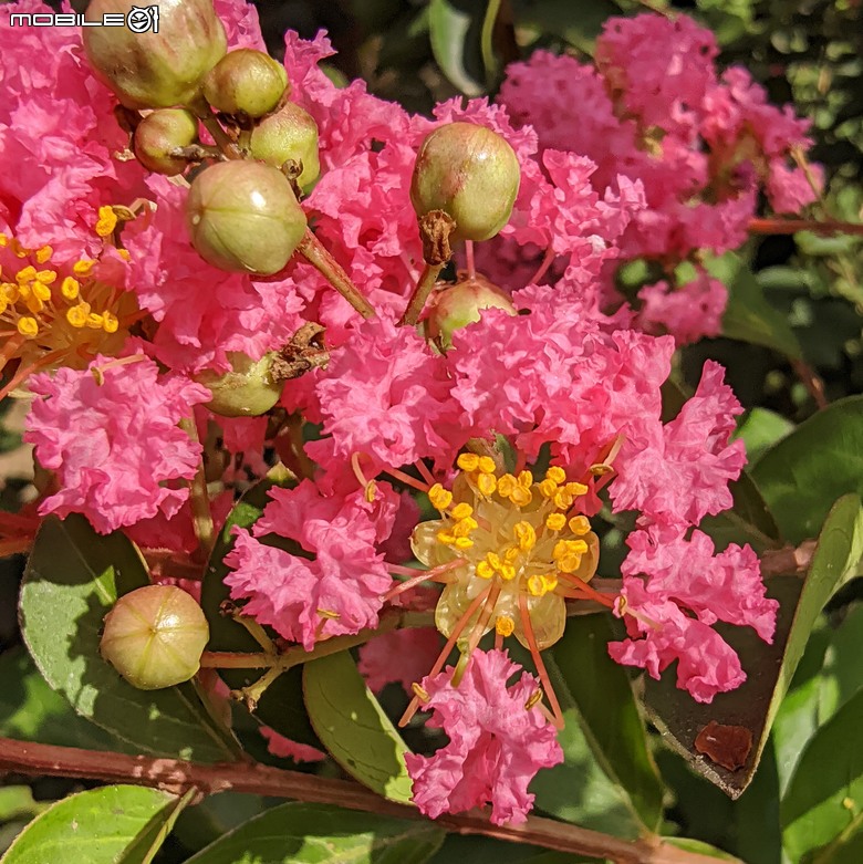 阿勃勒+紫薇花+稜果榕 台南市仁德區 05/16