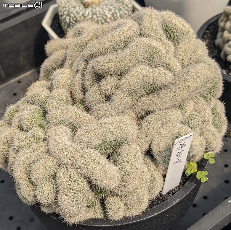 多肉植物 台南市佳里區綠樹園藝 05/03