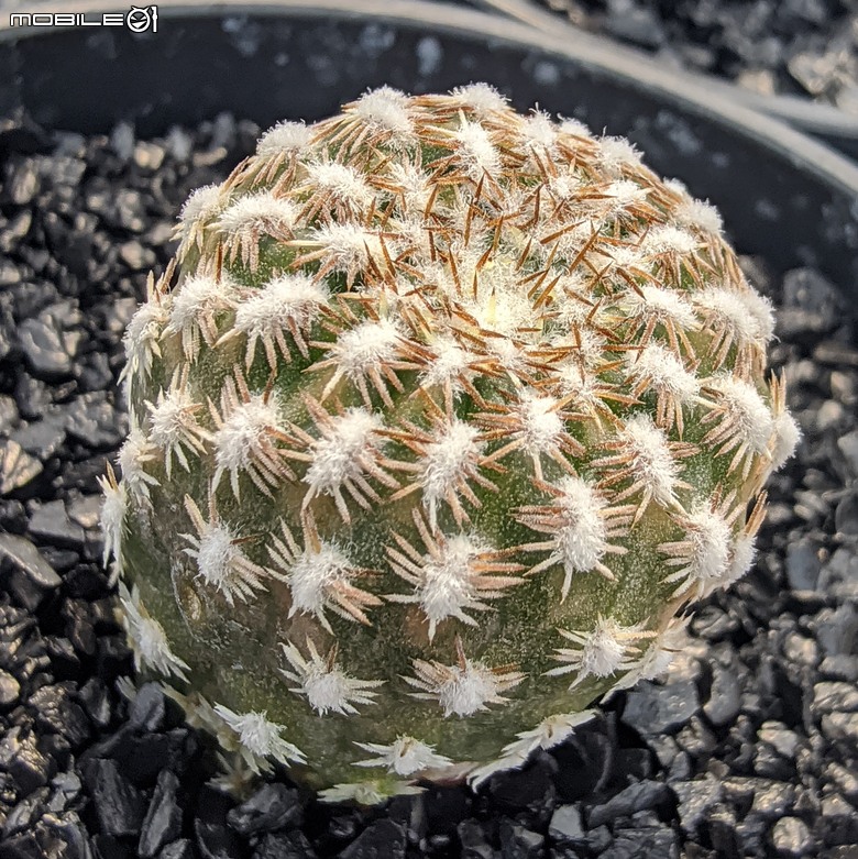 多肉植物 台南市佳里區綠樹園藝 05/03