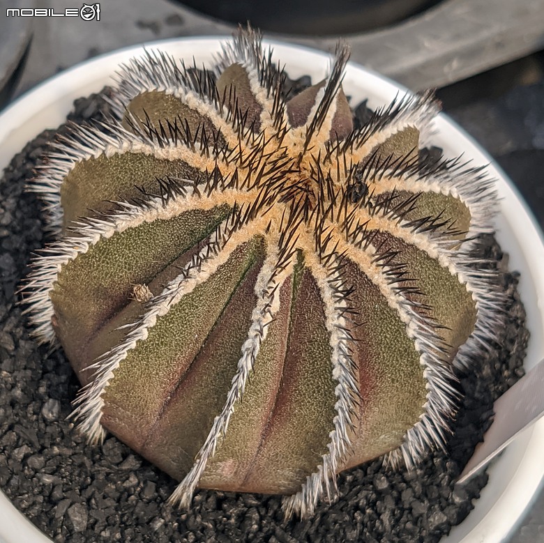 多肉植物 台南市佳里區綠樹園藝 05/03