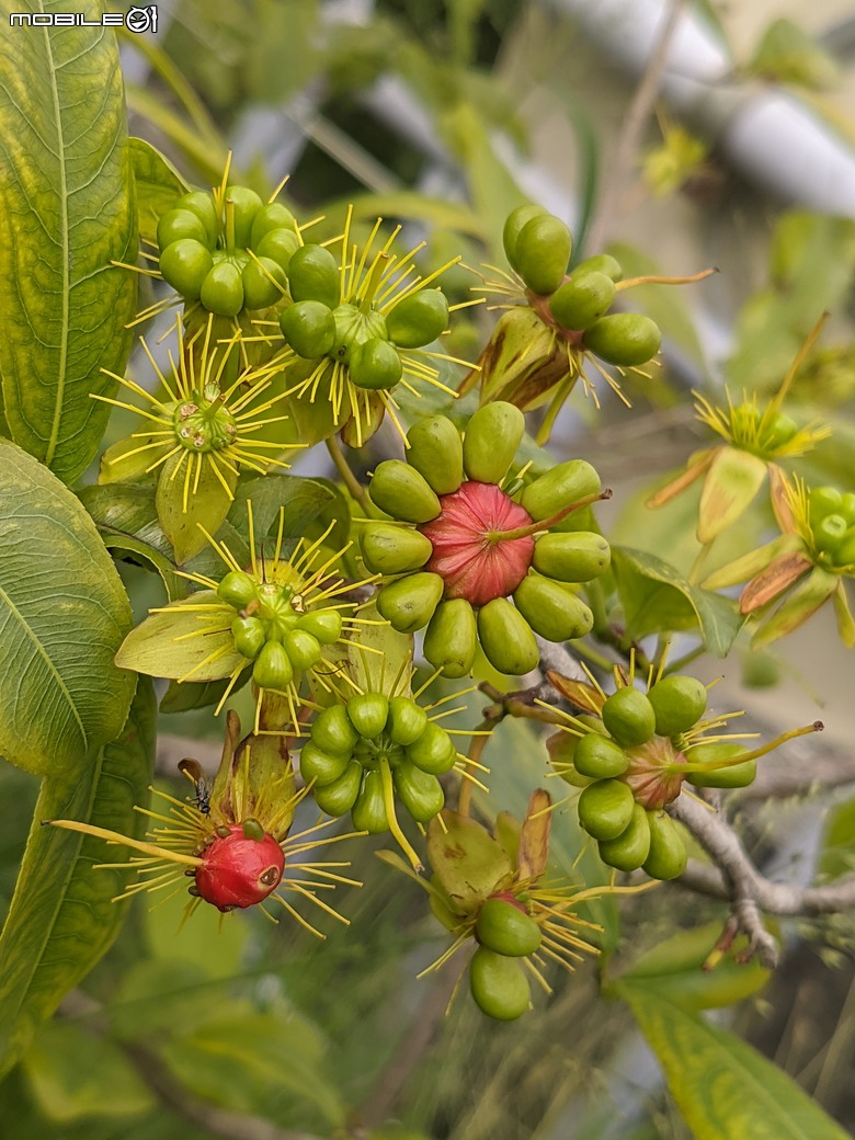 大花紫薇+鳳凰木+麵包樹.. 台南市安平區國平公81公園 05/10