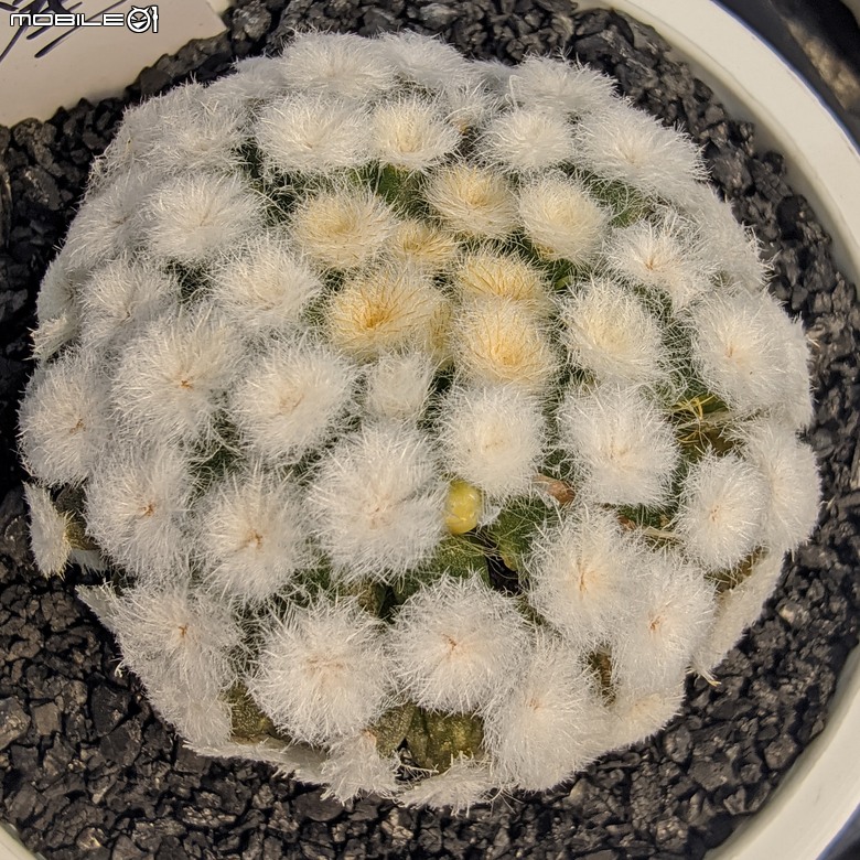 多肉植物 台南市佳里區綠樹園藝 05/03