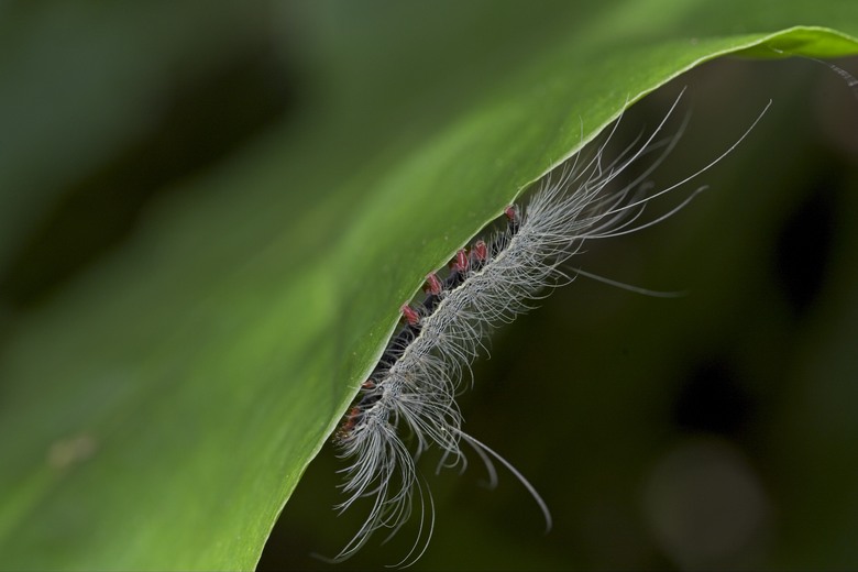 [初體驗] Sony FE 100mm f/2.8 Macro GM OSS