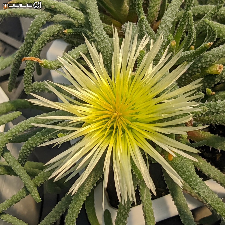 多肉植物 台南市佳里區綠樹園藝 05/03