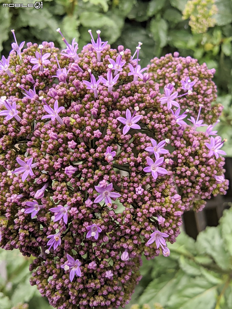 繡球花+夕霧草 台南市歸仁區七甲花卉區 05/17