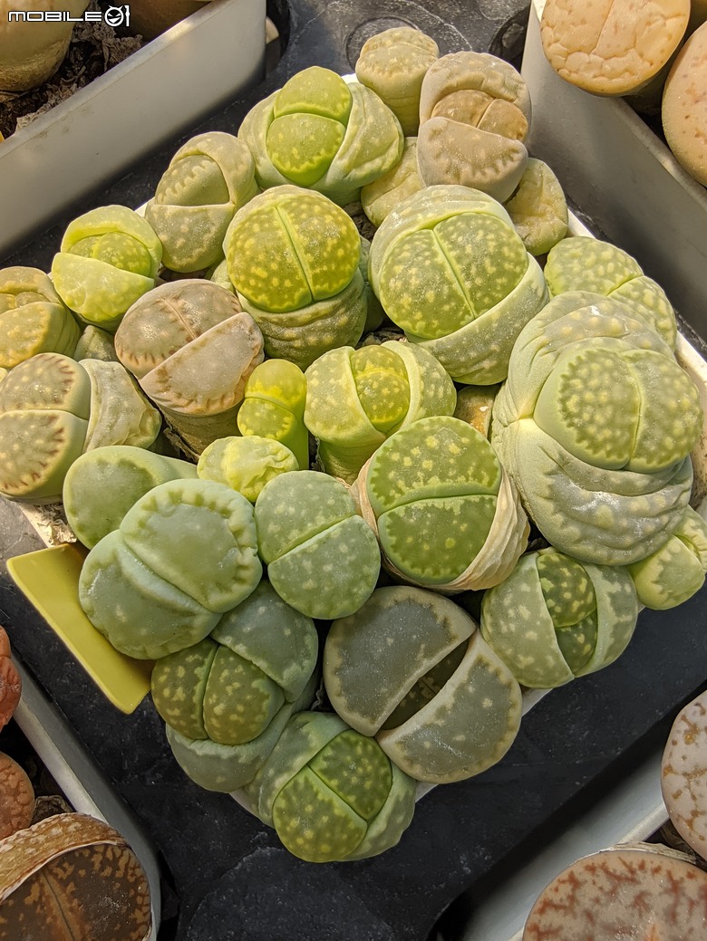 多肉植物 台南市佳里區綠樹園藝 05/03