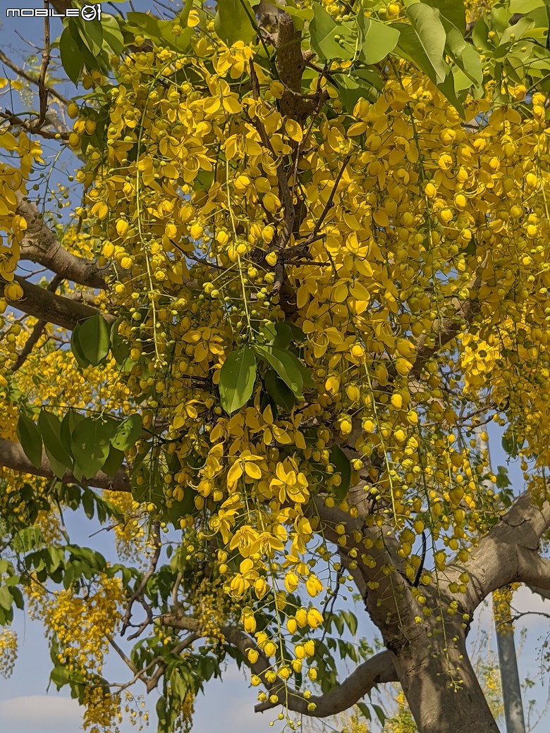 大花紫薇+鳳凰木+麵包樹.. 台南市安平區國平公81公園 05/10