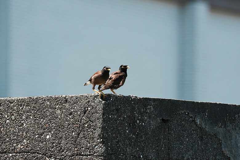 點我看大圖 Sony FE 100-400mm F4.5 GM OSS 評測報告|恆定光圈 x 內變焦、開啟超望遠新篇章!