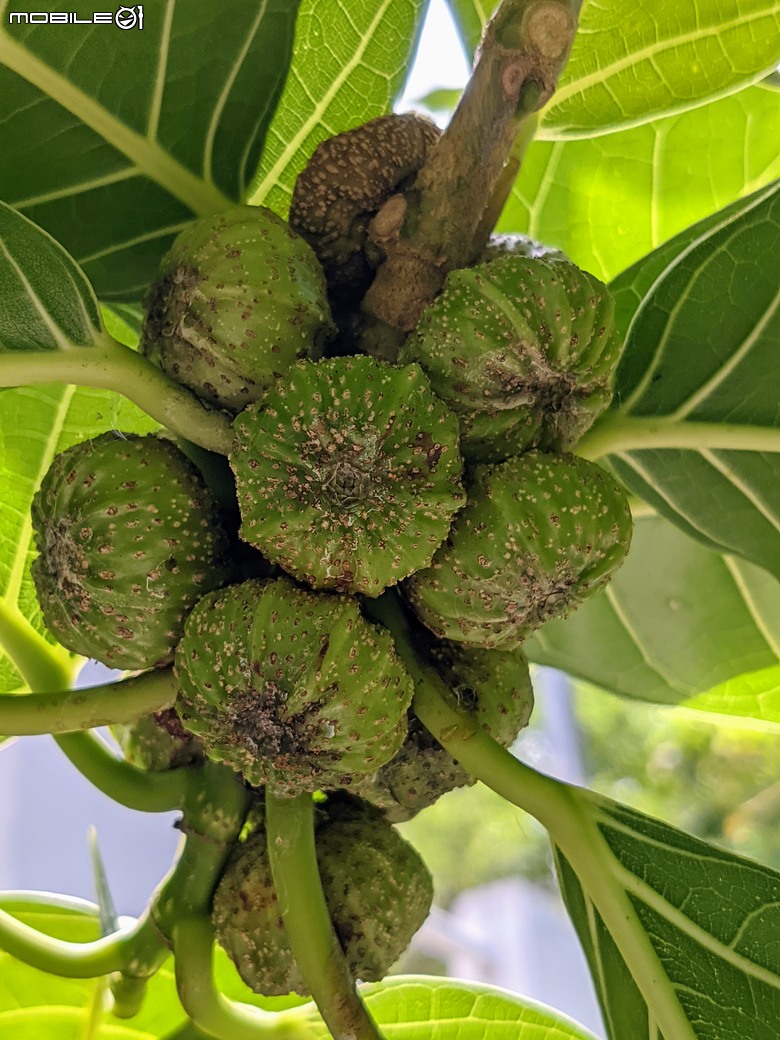 阿勃勒+紫薇花+稜果榕 台南市仁德區 05/16