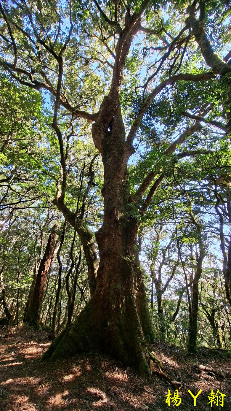 【台灣小百岳】開車比爬山時間還久的小百岳 — 卡拉寶山、碧綠神木