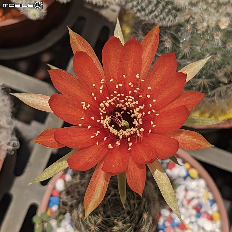 多肉植物開花 台南市歸仁區七甲花卉區 05/01