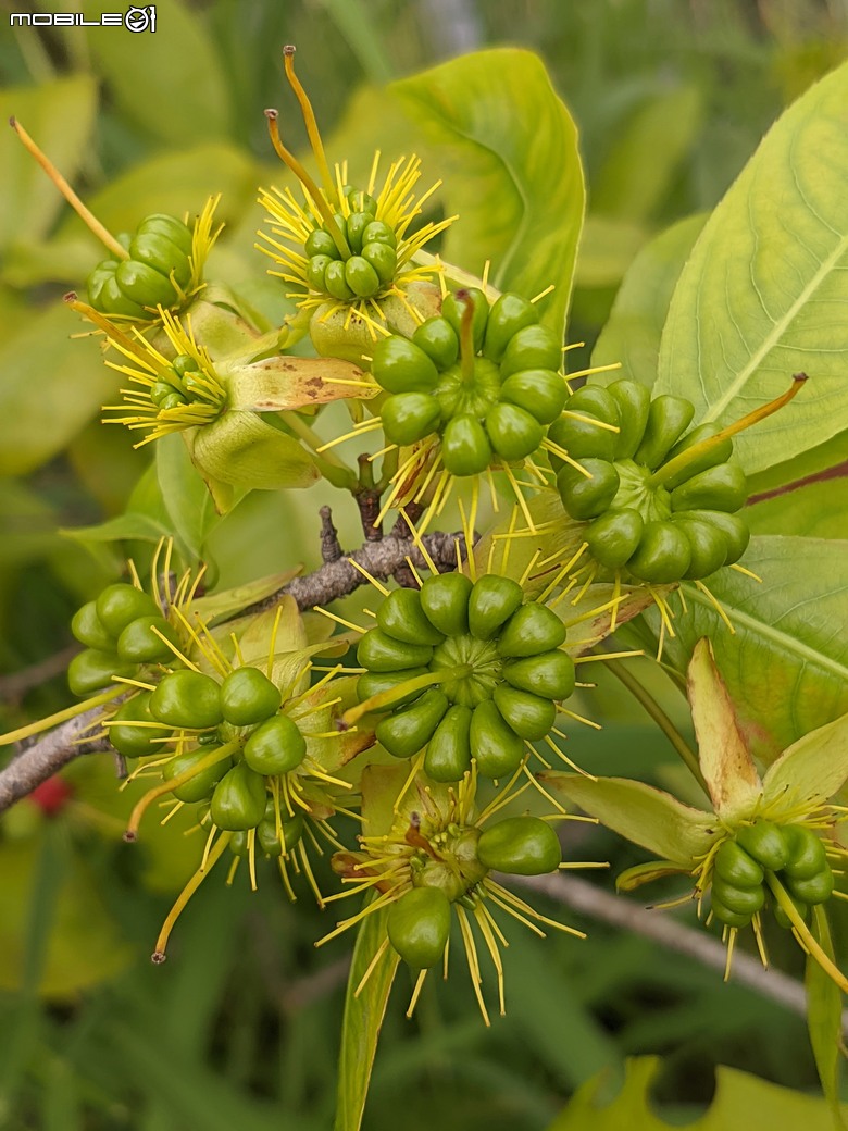 大花紫薇+鳳凰木+麵包樹.. 台南市安平區國平公81公園 05/10
